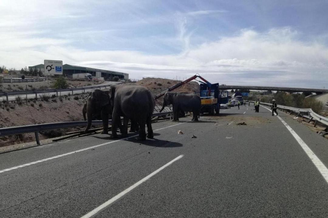 Truk Bermuatan Lima Gajah Sirkus Terbalik di Spanyol