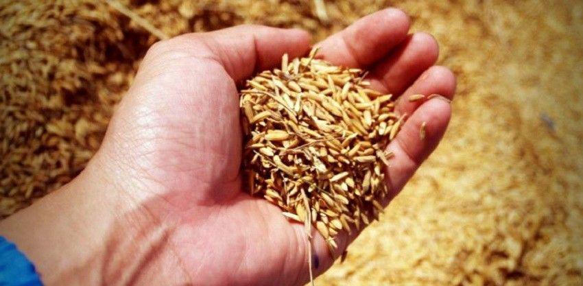 Seorang Ilmuwan Asal Tiongkok Dipenjara 10 Tahun Karena Mencuri Beras