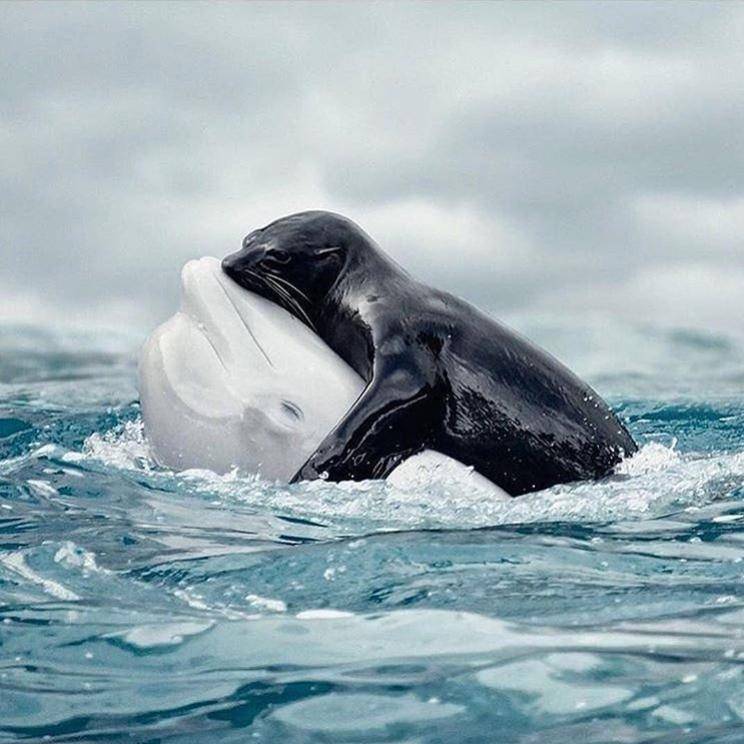 Instagram.com/vizerskaya