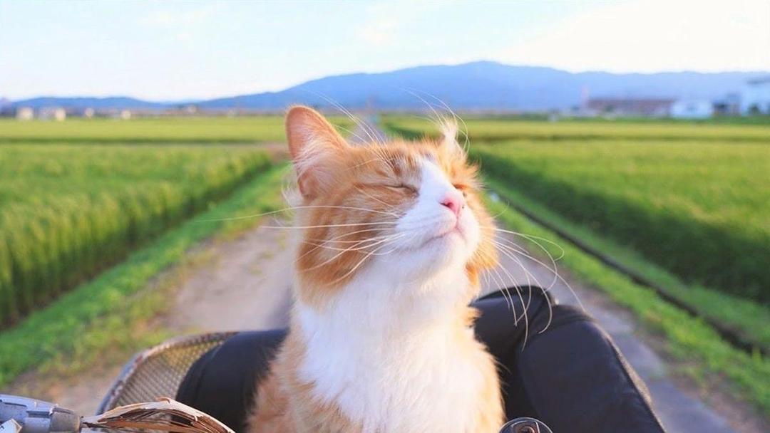 5 Channel YouTube Kucing dari Berbagai Negara yang Super Menggemaskan