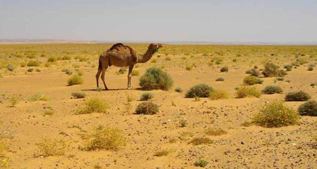 desertusa.com