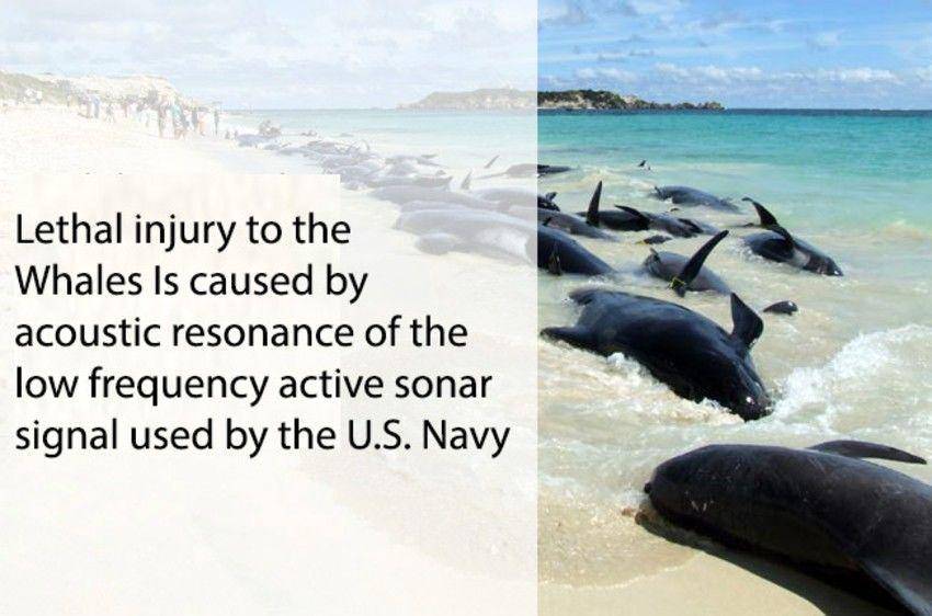 us.whales.org