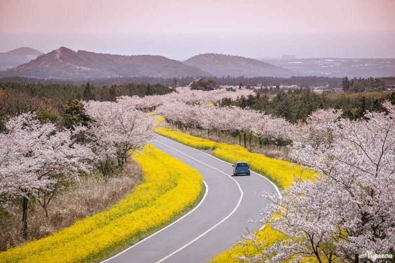Liburan ke Jeju Saat Musim Semi? 5 Destinasi Ini Wajib Kamu Kunjungi