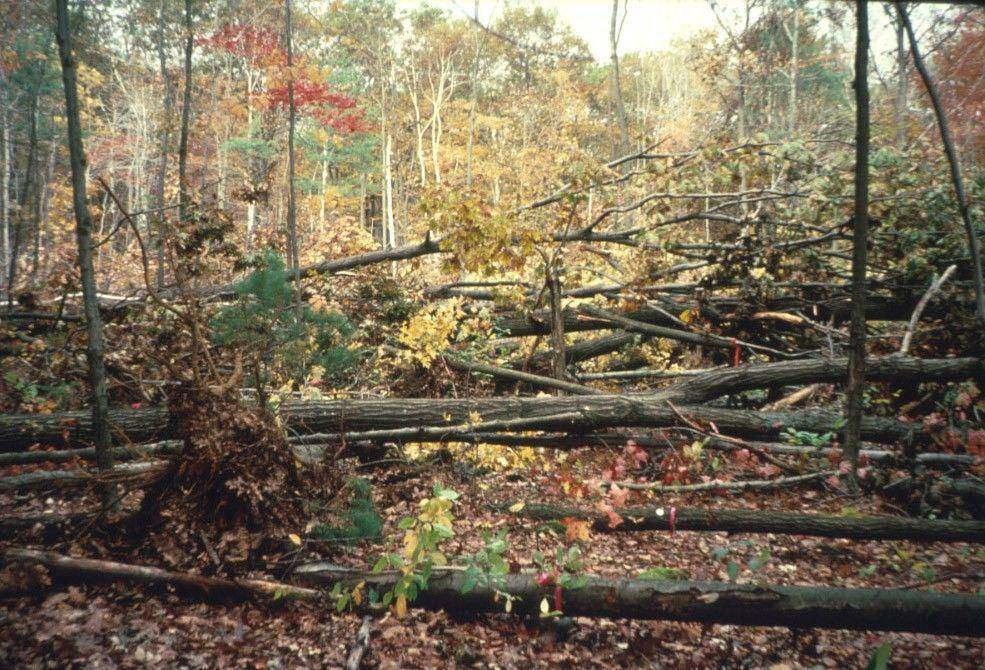 harvardforest.fas.harvard.edu