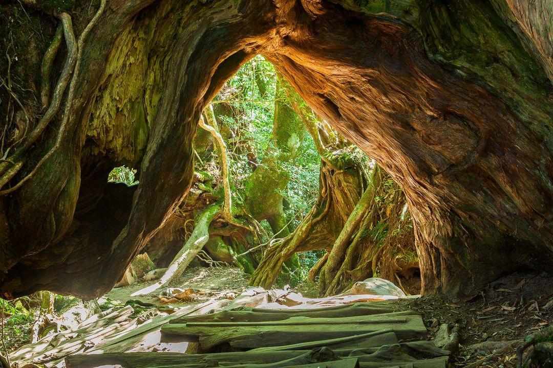9 Keindahan Alam Pulau Yakushima yang Bikin Liburanmu Lebih Berkesan