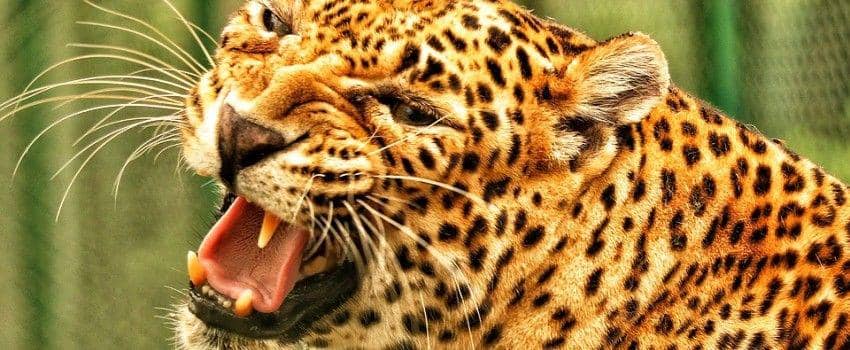 Kepala Turis Jerman Dikoyak Macan Tutul saat Bersafari di Afrika