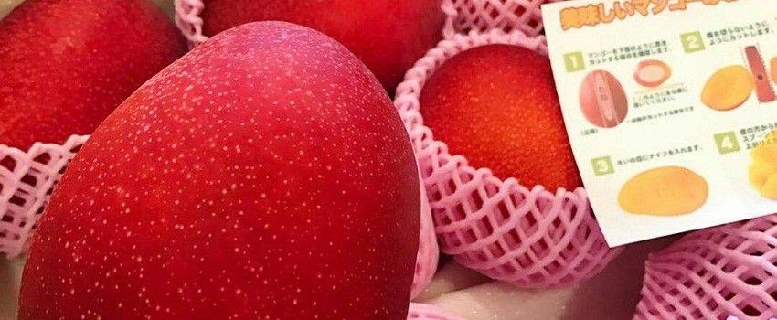 Sepasang Mangga Ini Dihargai Sebesar Rp 51 Juta