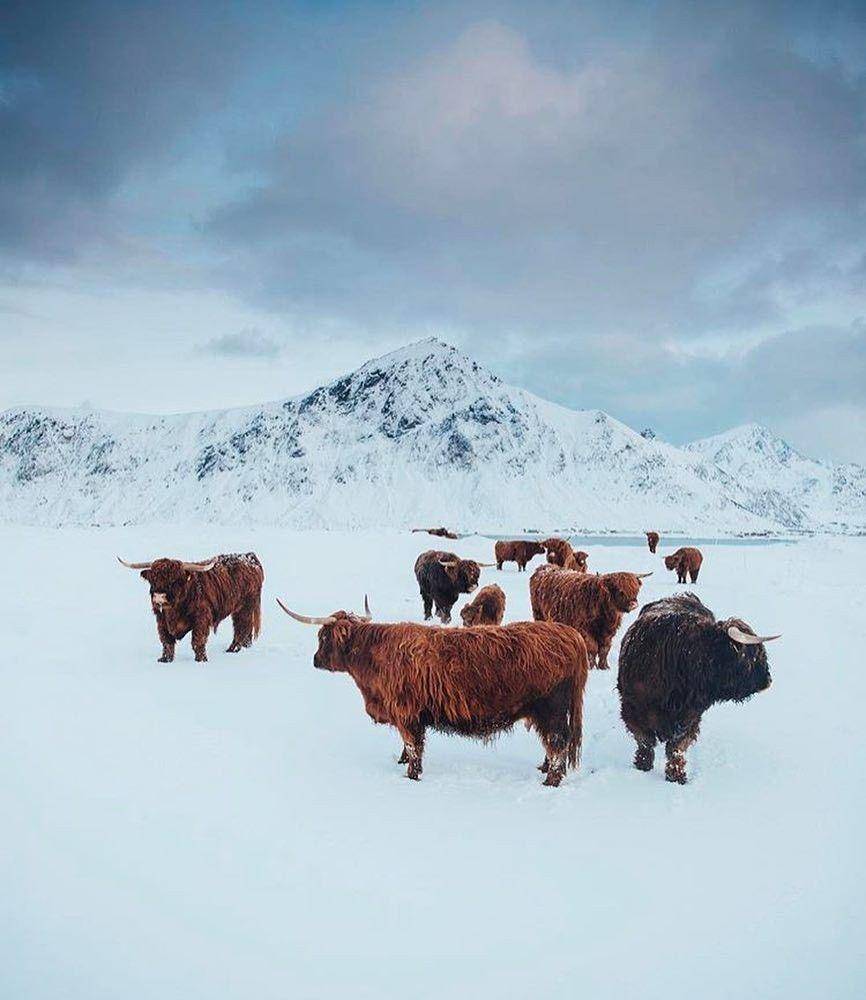 instagram.com/lofoten