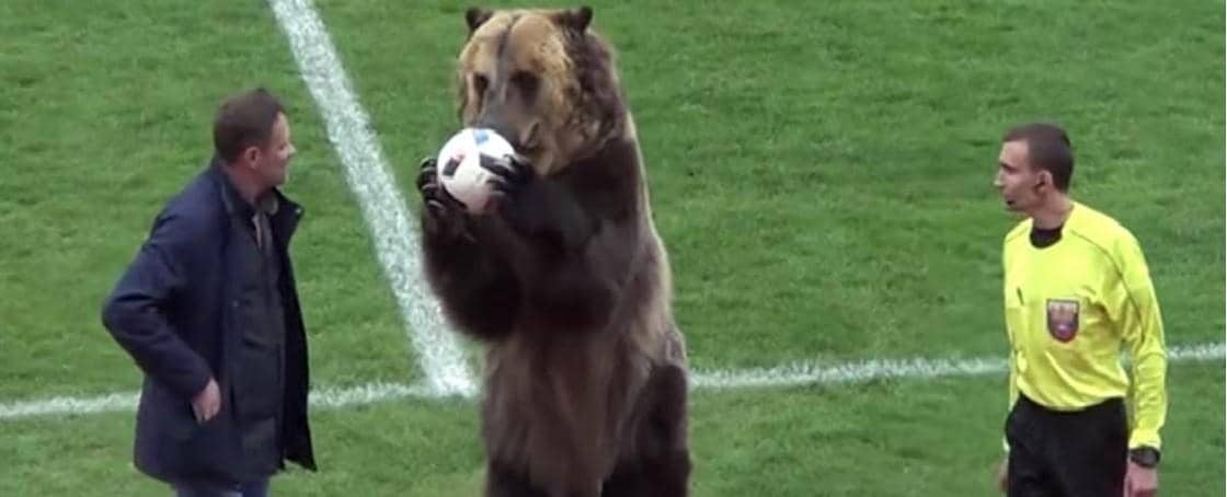 Seekor Beruang Buka Laga Divisi 3 Rusia
