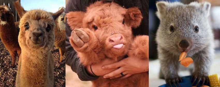 Gak Nyangka, 12 Hewan Ini Ternyata Punya Bayi yang Lucu dan Menggemaskan