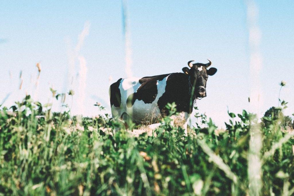 Alasan Mengapa Susu Pasteurisasi Lebih Baik Dibandingkan Susu Segar