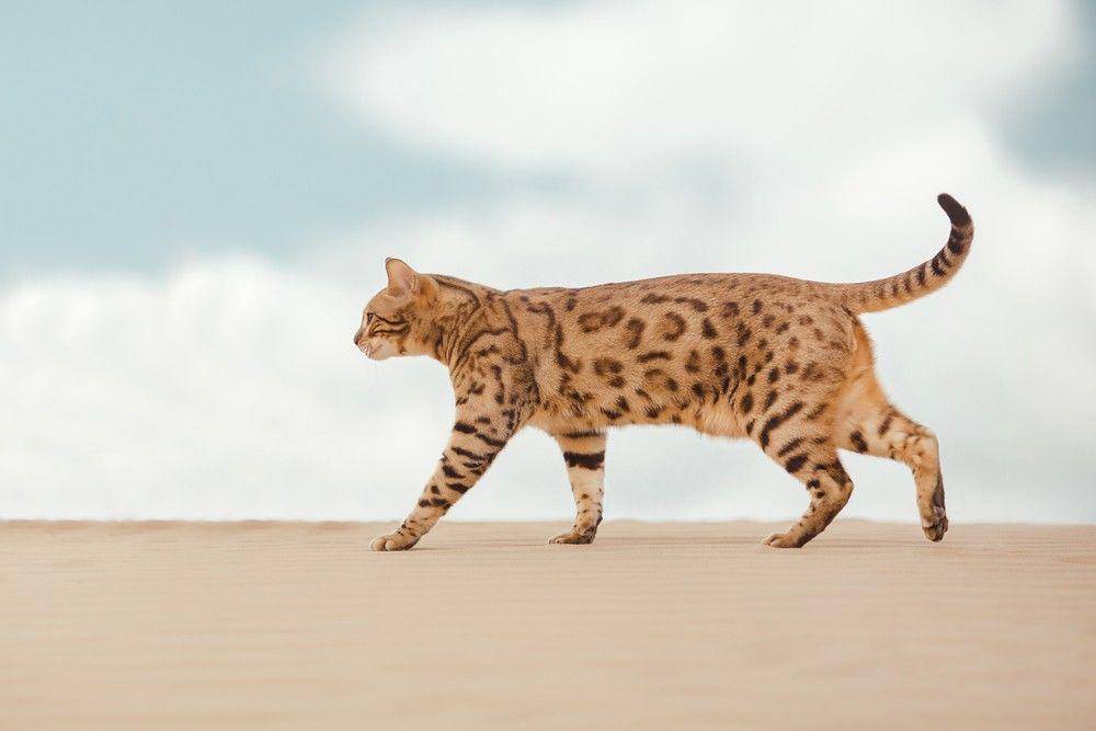 catster.com