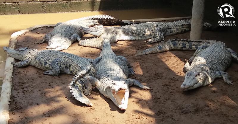 Ketika Memelihara Buaya Tak Lagi Sebatas Hobi