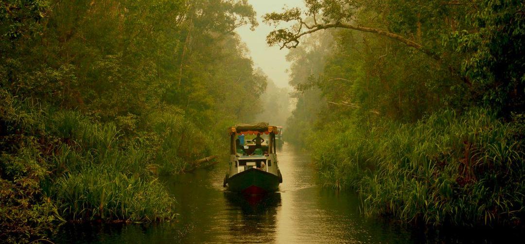 10 Hutan Paling Indah di Dunia, Punya Indonesia Gak Kalah Keren