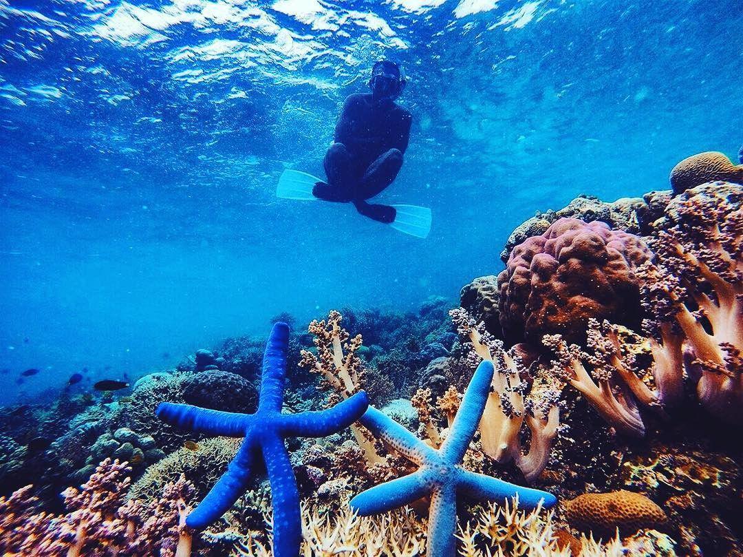 Pergi ke Pulau Menjangan, Siap-siap Rasakan 6 Keseruan Ini!