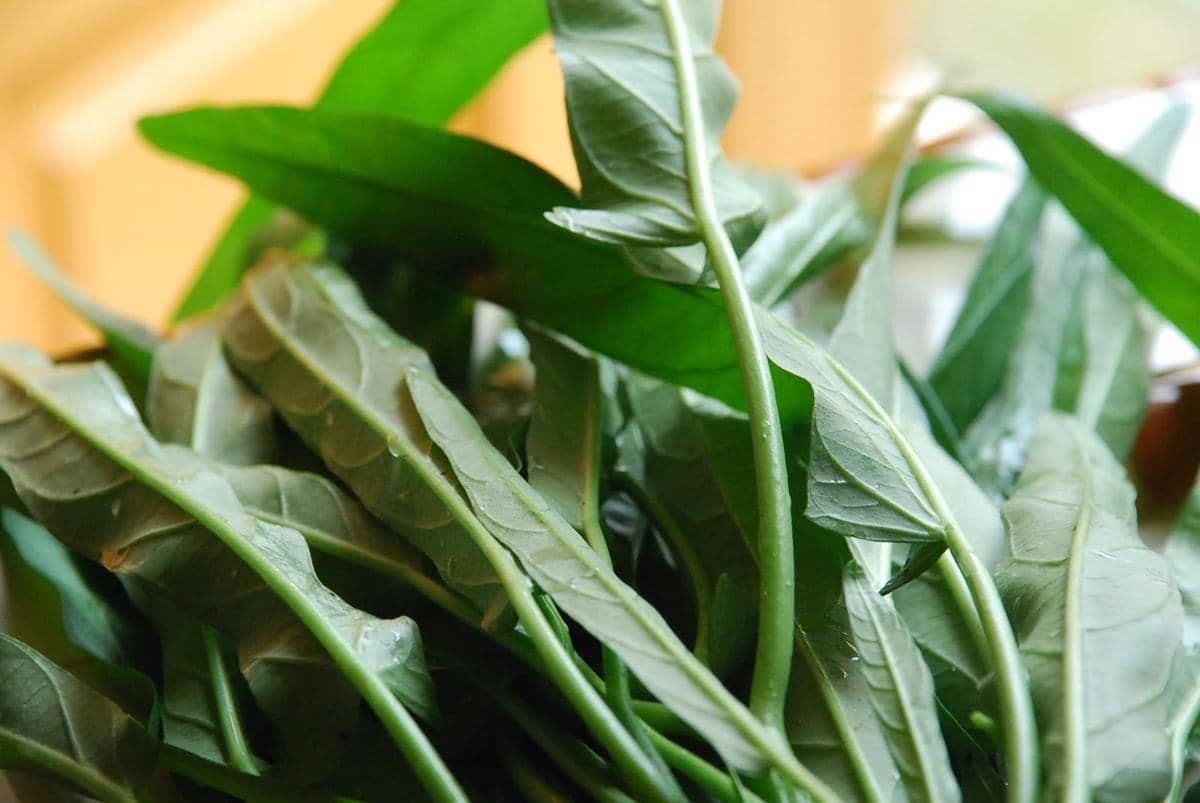 mylittlevegetablegarden.blogspot.co.id