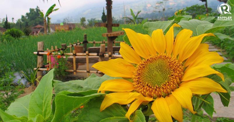 Rappler Jelajah Indonesia 2018: Berkunjung ke Kebun Sayur Cantik di Kaki Merapi