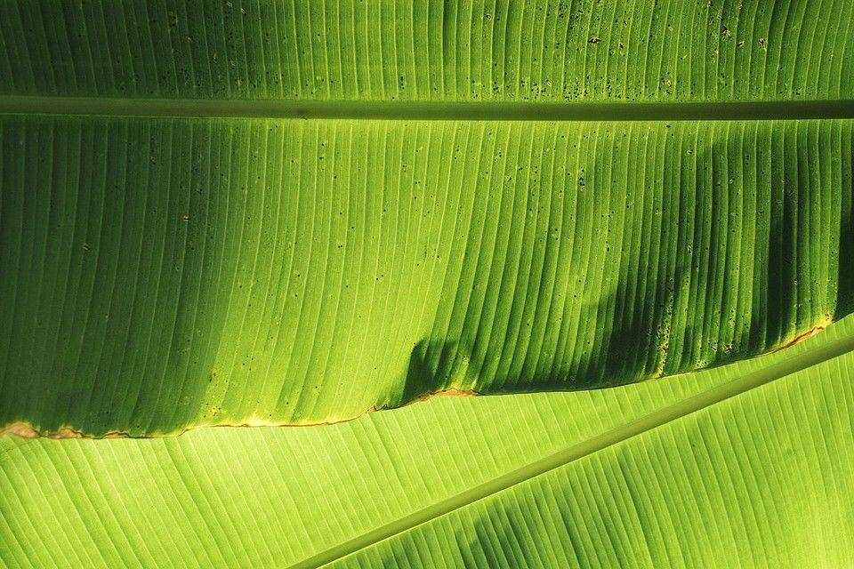 Pixabay/Stock Snap