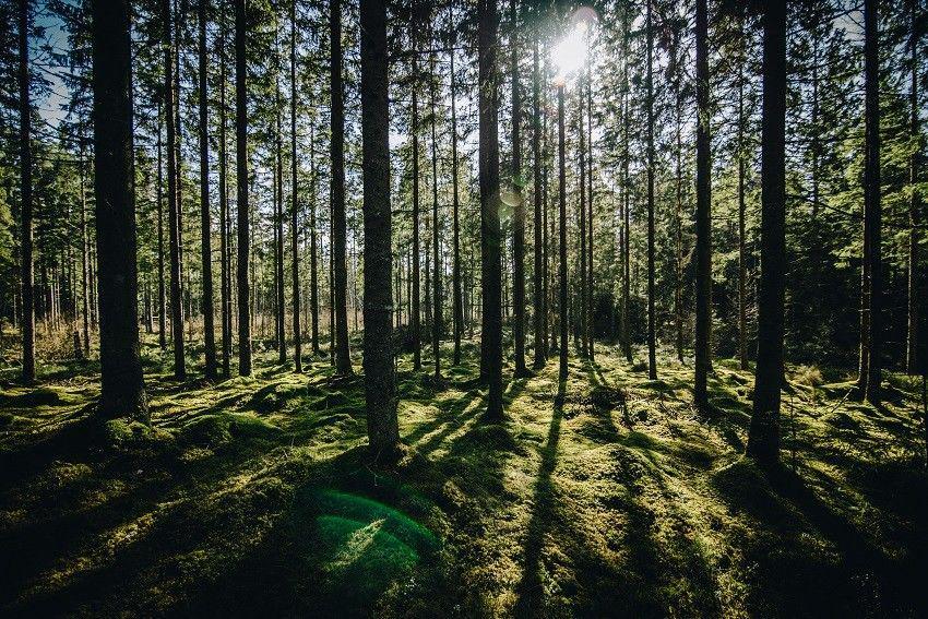 Unplash/LindaSondergaard