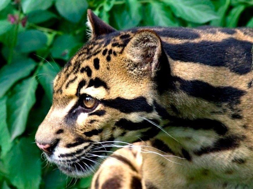 Dianggap Legenda, Macan Dahan Kembali Ditemukan di Kalimantan Tengah