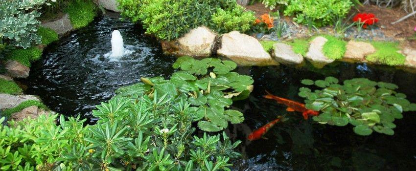 Yuk! Bikin Kolam Ikan Mungil nan Cantik dari Semen Putih