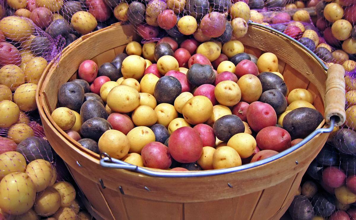 modernfarmer.com