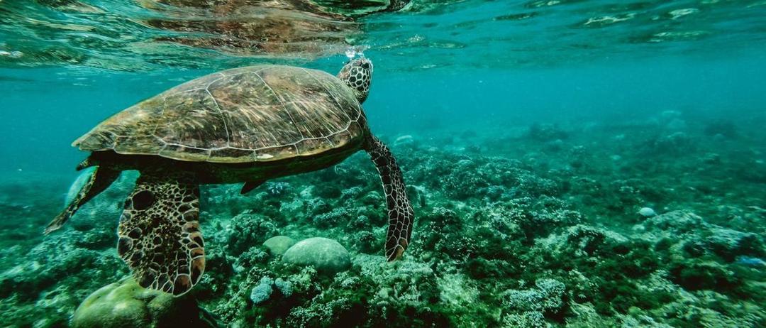 Australia Gelontorkan 379 USD untuk Lindungi Great Barrier Reef
