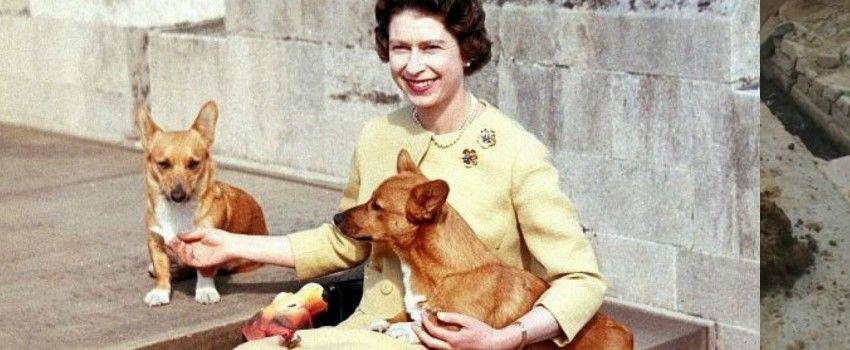 Alasan Sedih di Balik Keputusan Ratu Elizabeth Tak Pelihara Corgi Lagi