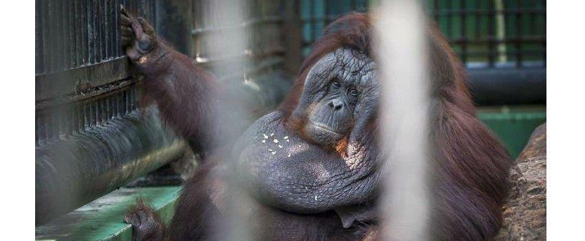 Miris! Orangutan Ini Obesitas Gara-gara Dikurung di Kandang Kecil