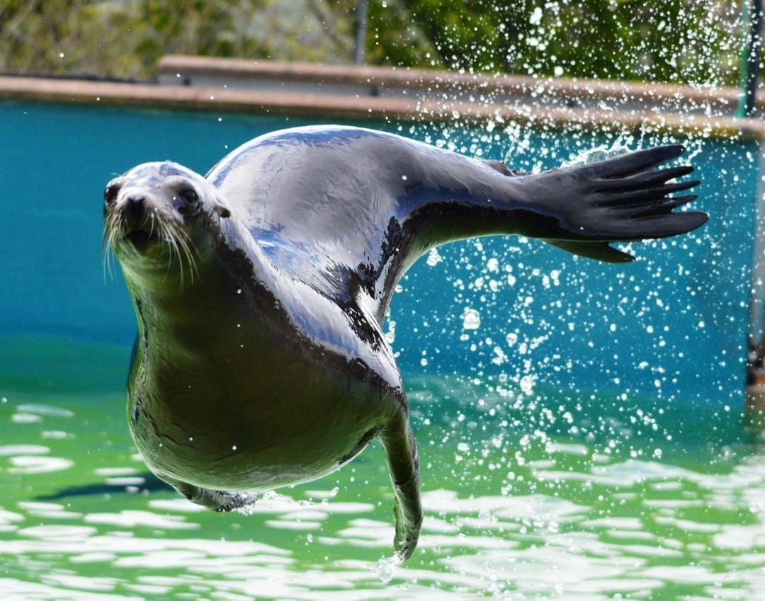 welshmountainzoo.org