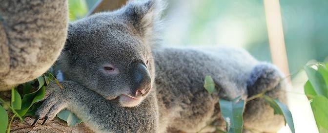 Lindungi Koala, Australia Habiskan 34 Juta USD
