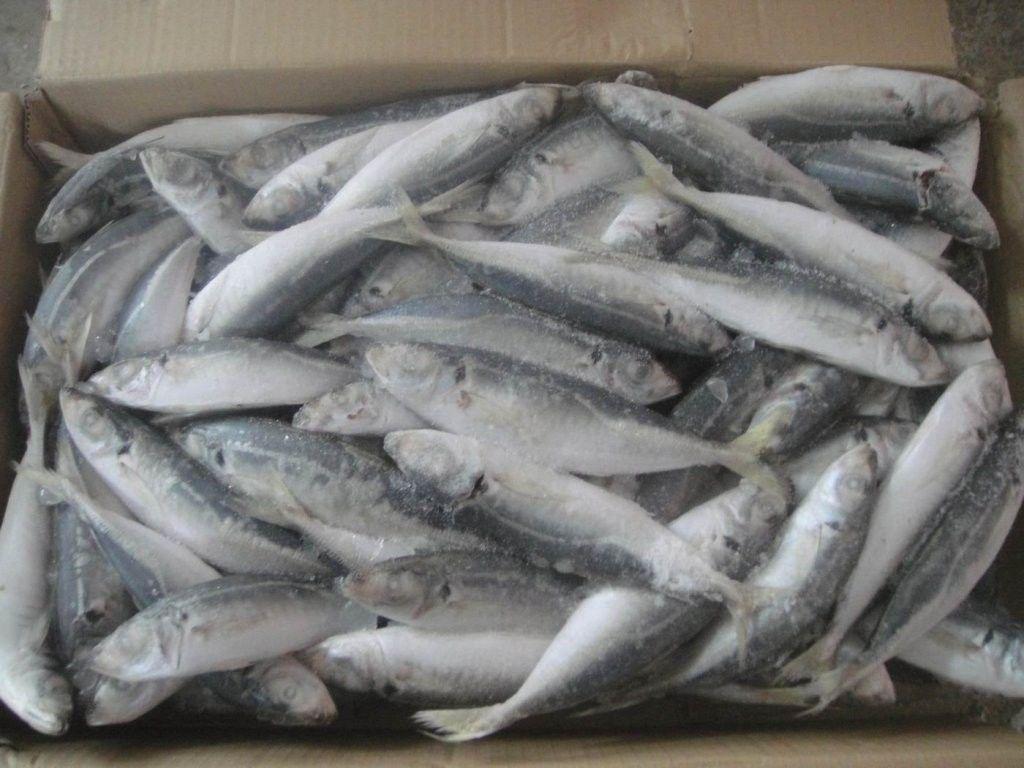 mackerelfishsupplier.com