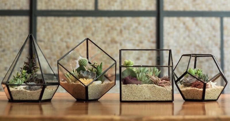Mudahnya Berkreasi dengan Terrarium