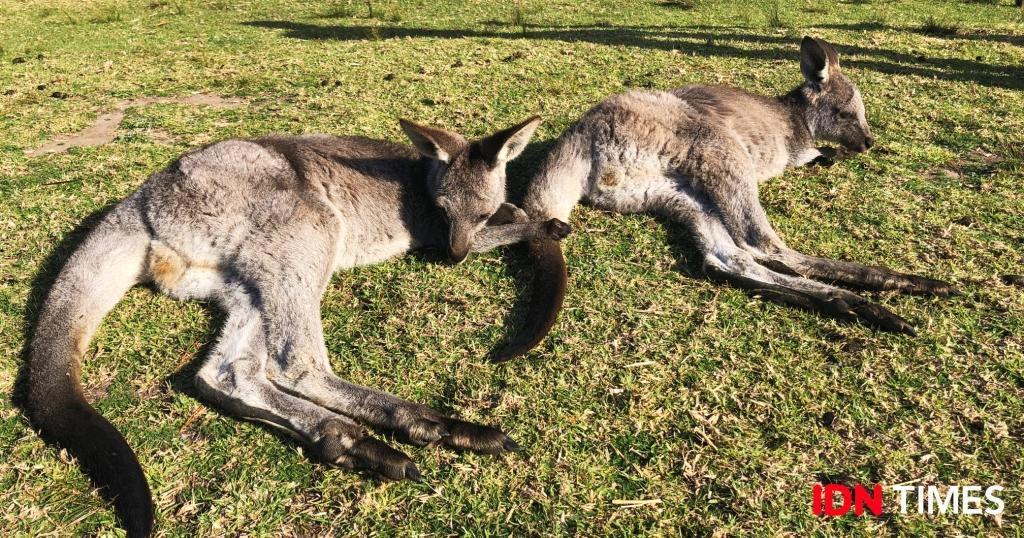 Cuma Sehari di Wollongong Australia, Coba Lakukan Hal Paling Seru Ini!