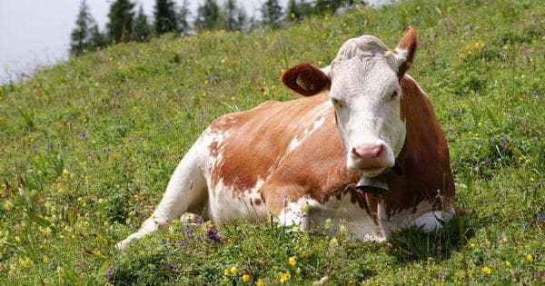 Lintasi Batas Uni Eropa, Seekor Sapi Betina Bunting Dihukum Mati