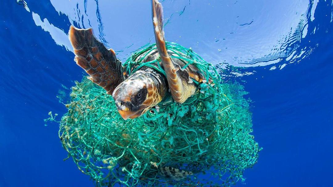 Kampanyekan Anti-Plastik, Pria ini Berenang Lalui Jalur Sampah Pasifik
