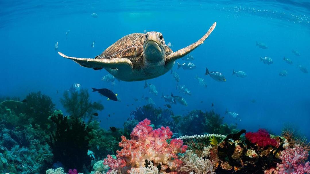 World Ocean Day 2018, Yuk Kita Jaga Kelestarian Laut dari Polusi Plastik