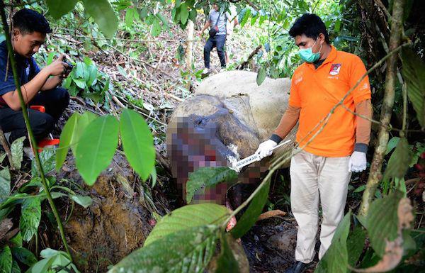 Sayembara! Barang Siapa Mengungkap Pembunuh Gajah Bunta, Maka…