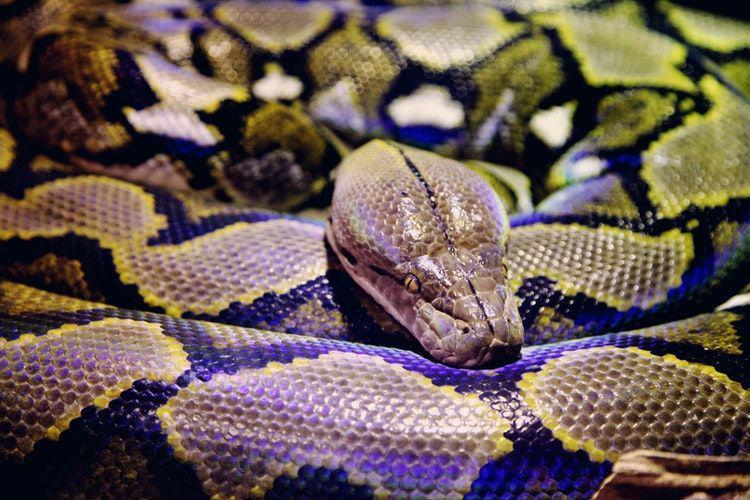 Hiks! Seorang Perempuan di Sulawesi Dimakan Ular
