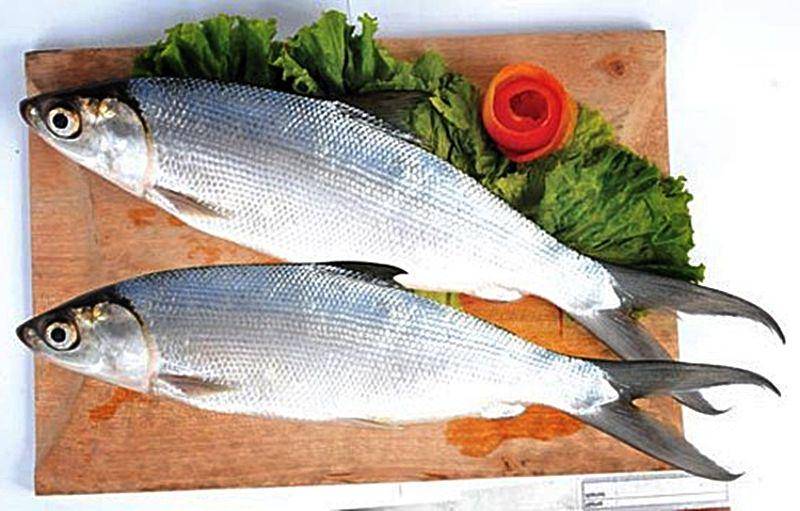 portalsayur.com