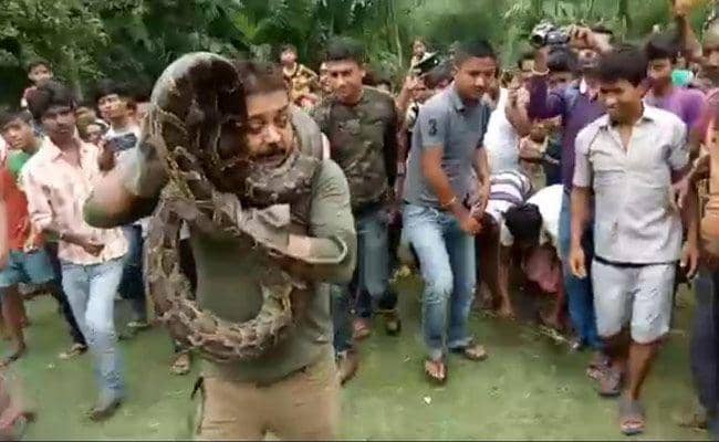 Bergaya Selfie dengan Ular Piton, Polisi Hutan Ini malah Tercekik