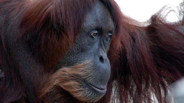 Orangutan Sumatra Tertua di Dunia Mati di Kebun Binatang Australia