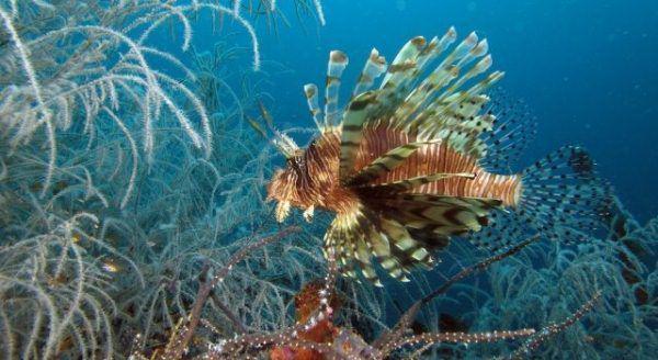 gilldivers.com