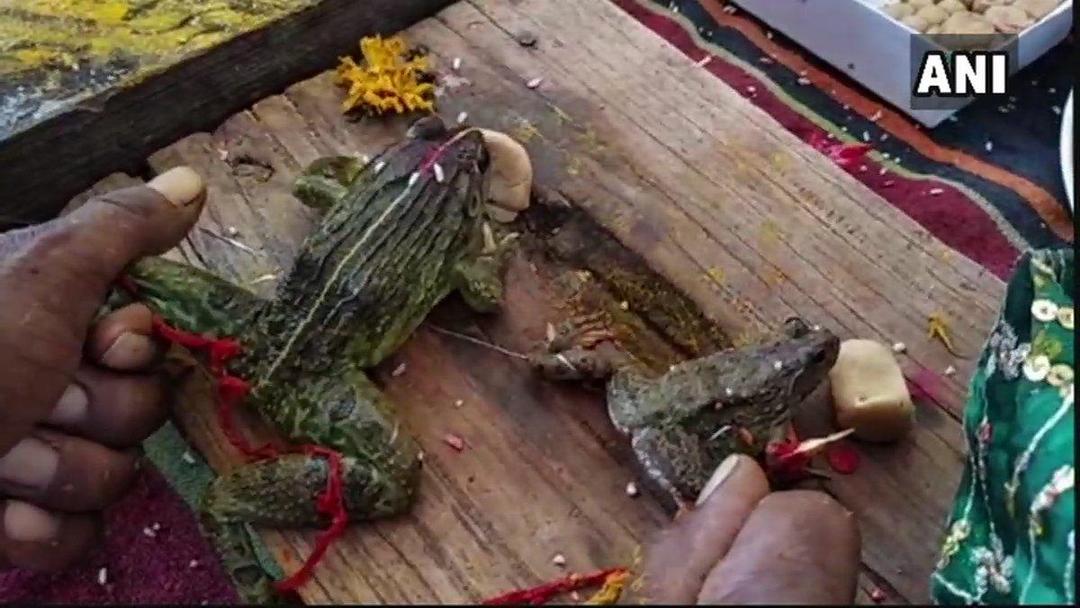 Demi Turun Hujan, Menteri di India Ini Hadiri Ritual Perkawinan Katak