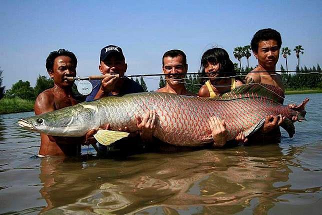 Lima Hal Soal Arapaima, Ikan yang Ditemukan di Sungai Brantas