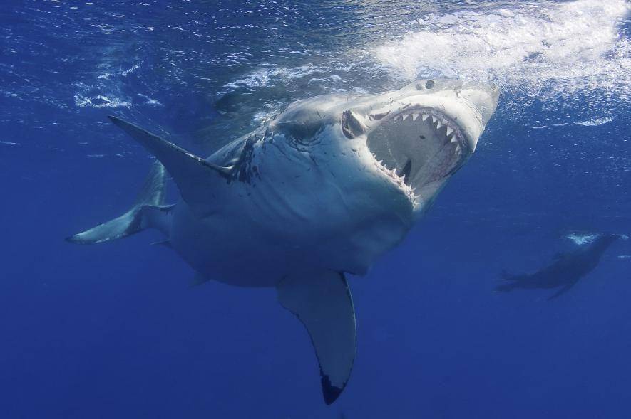 nationalgeographic.com