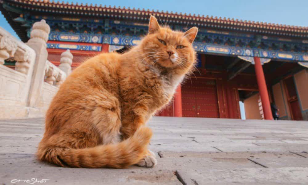 Kucing yang Sukses Meramal 6 Laga Piala Dunia Mati sebelum Event Usai