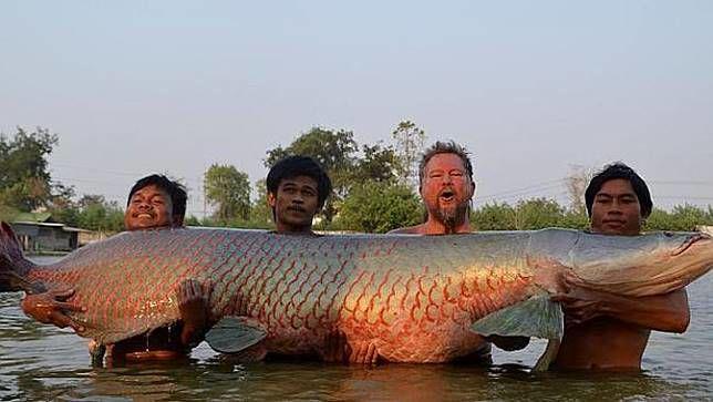 Ditemukan di Surabaya, Arapaima Diduga Berasal dari Mojokerto