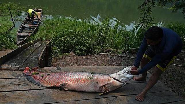 Temukan Arapaima? Ini yang Bisa Kalian Lakukan