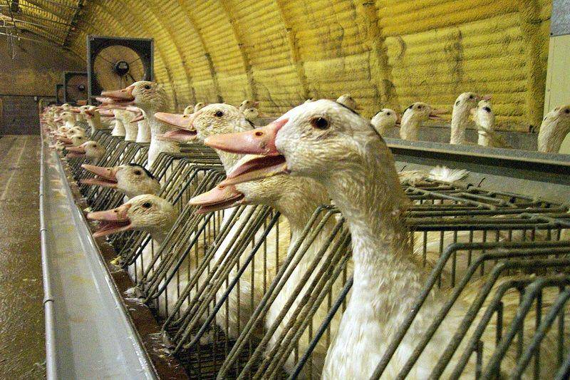 peta.org